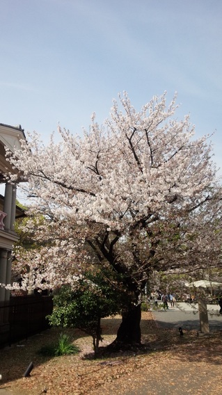 桜の通り抜け桜ノ宮公園.jpg