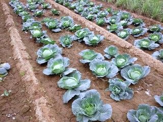 アマニカス野菜②.JPG