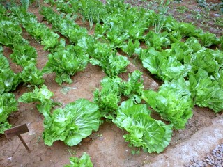 アマニカス野菜③.JPG