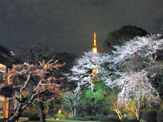 東京タワーと夜桜.JPG